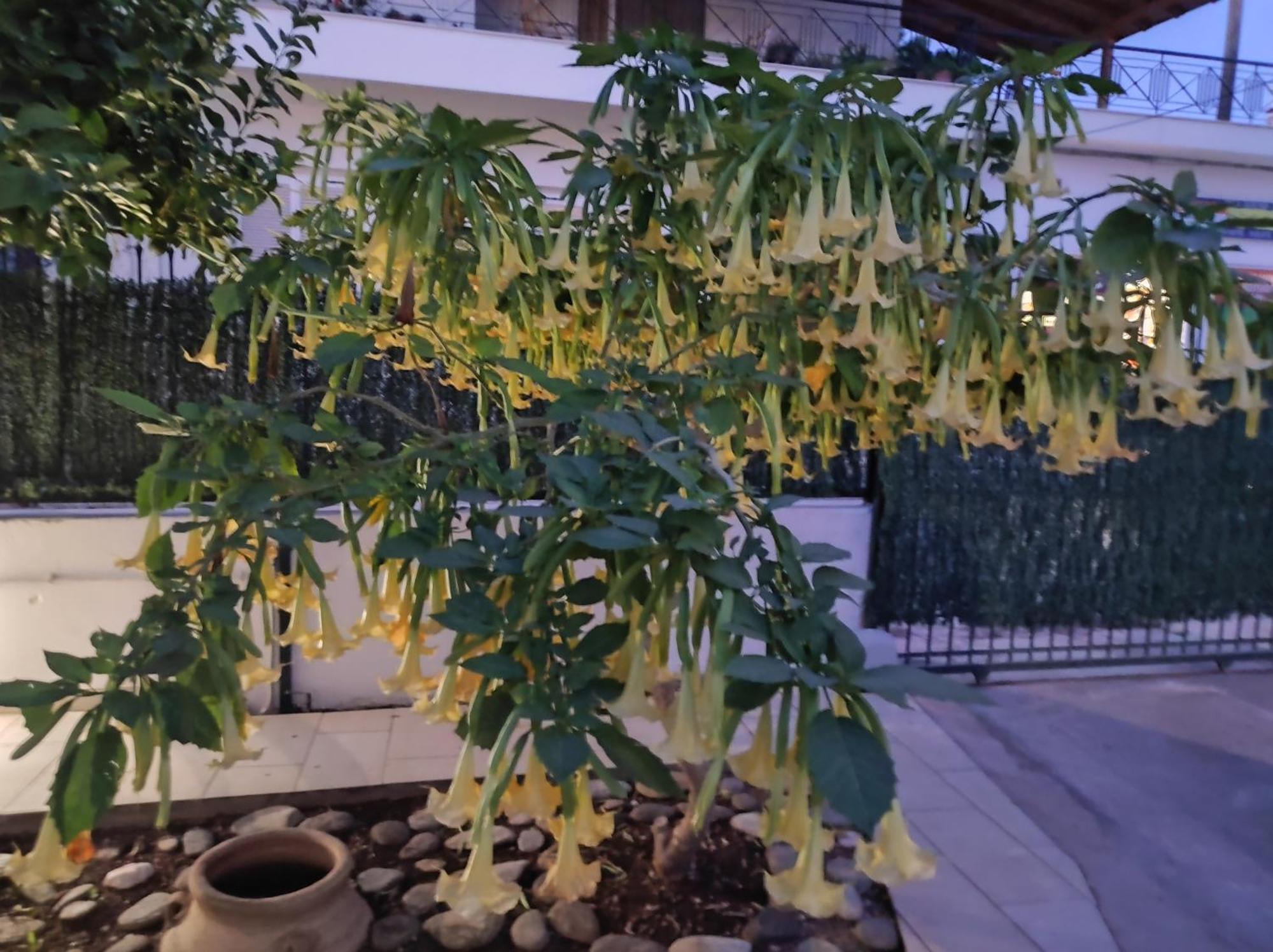Dimitris Place Near Athens Airport 科洛皮奥 外观 照片